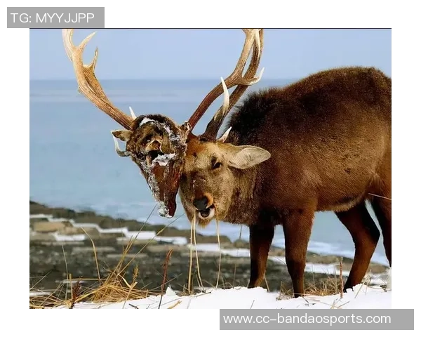 记者分析无字鹿获胜背后的深远意义彰显雄鹿实力不容忽视